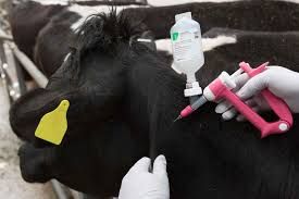 FG pushes nationwide vaccination against cattle disease