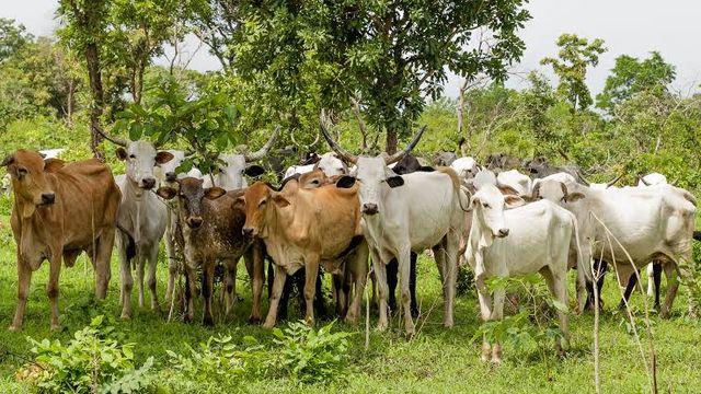 Cow prices hit ₦2.5m in Lagos