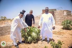 Kano Govt to plant 10 million trees to mitigate climate change