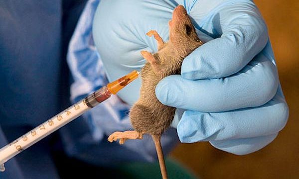Anambra confirms Lassa fever case, activates emergency response