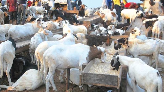 Eid-el-Kabir: Rising cost of Rams raises concern