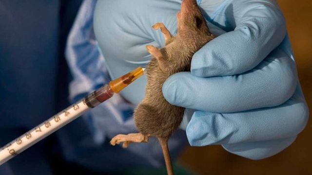 Expert seeks increased investment to curb Lassa fever spread