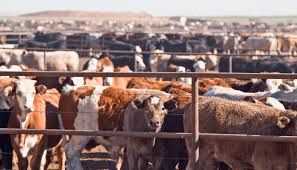 FG targets 37,000 women, youths in dairy value chain