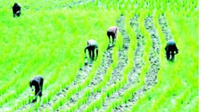 Only 30% of Nigerian farmers use mechanised tools – AFAN