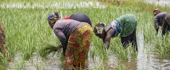 Senegal boosting economic growth through agric modernisation – MPs