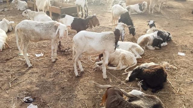 Food, livestock prices rise ahead of Eid-el-Kabir celebration
