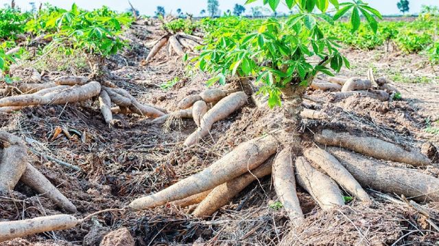 Cassava industrialisation key to Nigeria’s prosperity, expert says