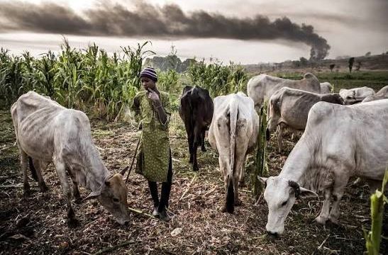 Kebbi farmers-herders clash: Police arrest 4 suspects, CP flays jungle justice