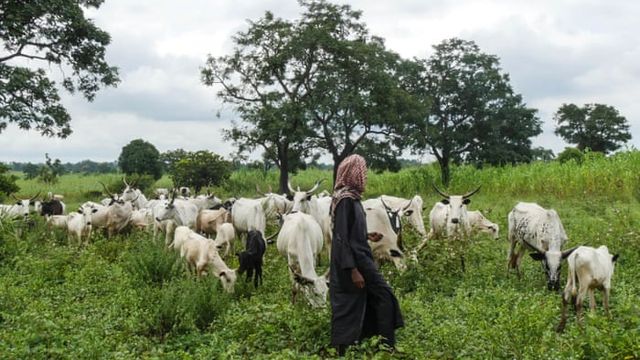 Farmers-herders clash: Kebbi Police confirm 8 deaths, rescue 5