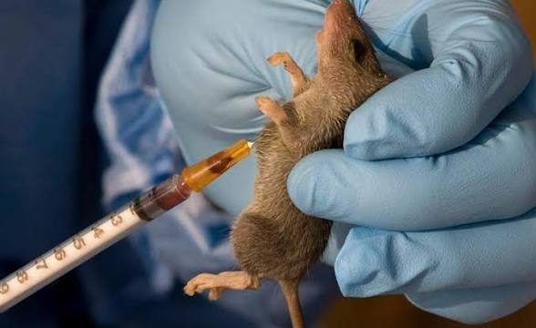 Lassa fever still claims one in four patients in Nigeria — U.S. CDC