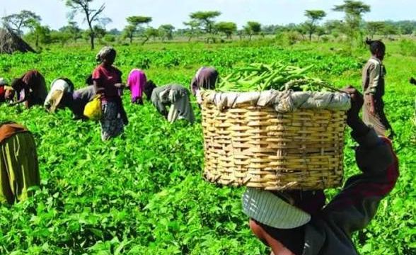 FG secures fertiliser supply for 2026 wet season