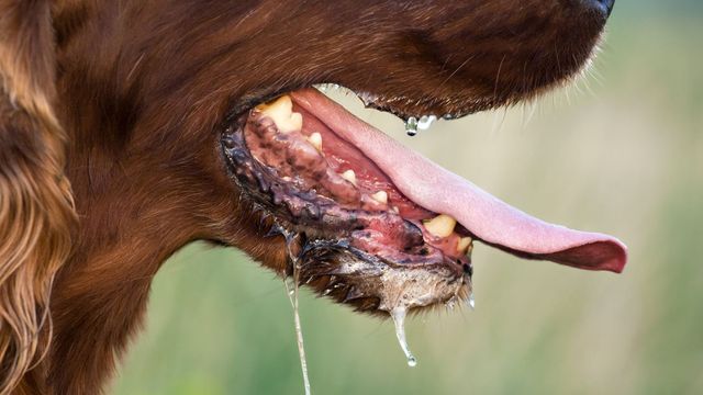 Unvaccinated stray dogs pose silent rabies threat – expert warns