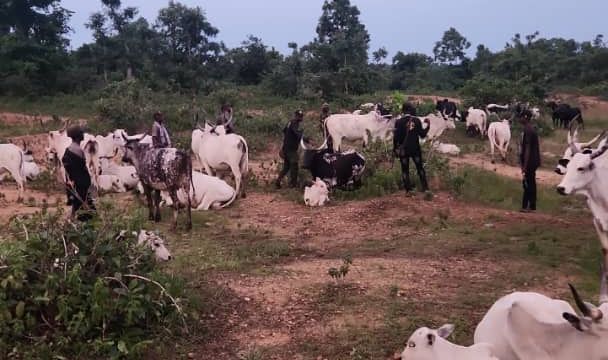 Kogi gov’t recovers 1,000 rustled livestock from bandit gang