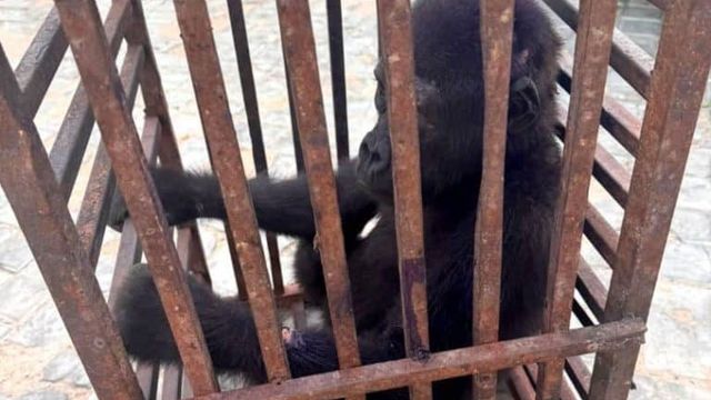 Customs rescues baby gorilla, arrests suspected wildlife trafficker in Kano