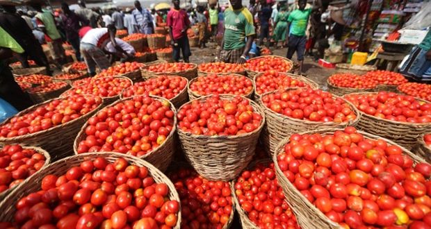 Nigeria may face rice, tomato scarcity in 3 months — OTACCWA