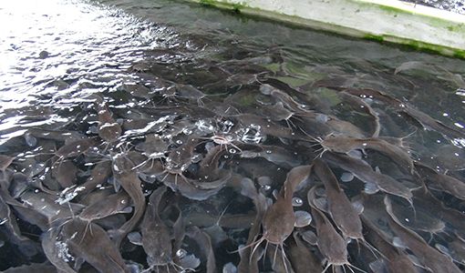 Dutse residents embrace catfish farming for livelihoods