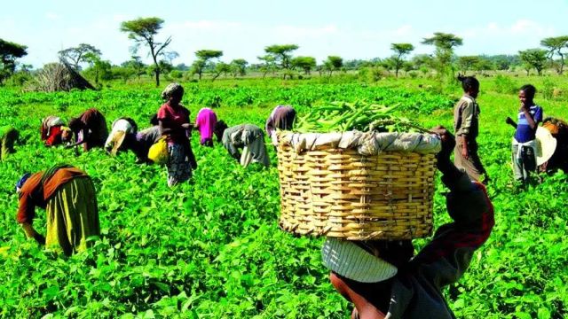 FGN/IFAD distribute farm inputs to 476 Taraba farmers