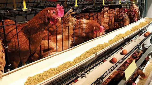 Lagos pledges sustained support for poultry farmers