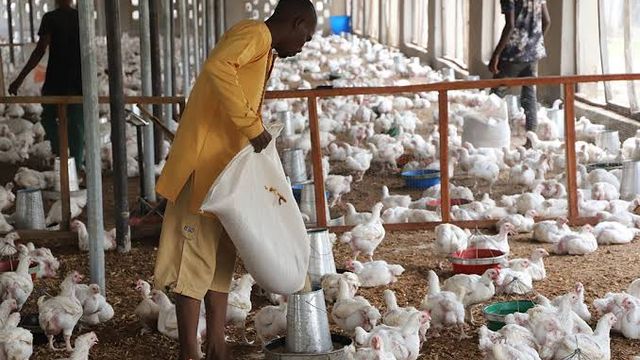PAN trains poultry farmers on technology adoption for improved productivity