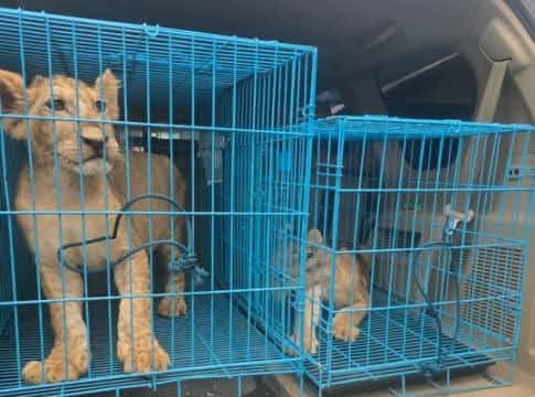 Customs rescues two Lion Cubs, intercepts trafficking ring at Abuja airport