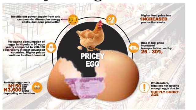 Lagos traders, consumers lament as egg prices soar