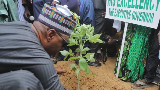 Deforestation: Borno LGA distributes 150, 000 tree seedlings to residents