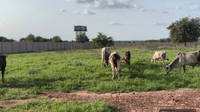 Sokoto: Troops arrest 4 Lakurawa terrorists, recover livestock in rural market