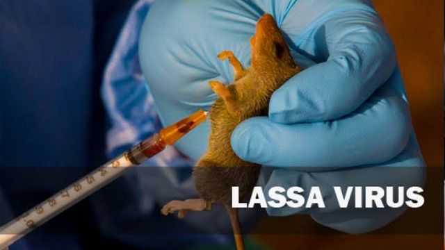 Nigeria confirms 1,000 lassa fever cases