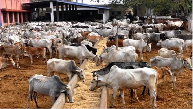 Kwara SAPZ trains 68 Pastoralists on artificial insemination, improved cattle breeding