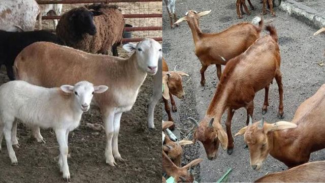 FG trains 60 veterinarians to eradicate PPR in sheep, goats by 2030