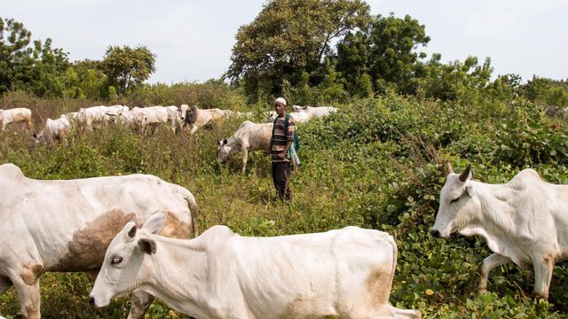 Association urges FG to reconsider including Benue in pilot ranching programme