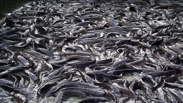 LASCAFAN trains students to boost youth participation in fish farming