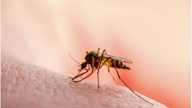 95.3% of West African stakeholders support technology-driven malaria control — Survey