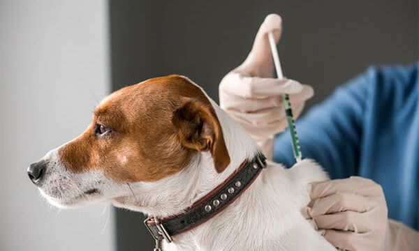 FG begins free anti-rabies vaccination in Gwagwalada, Kubwa