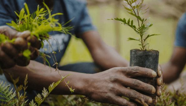 Don harps on tree planting to tackle flooding, heatwaves in Lagos