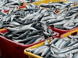 Fish importation bill drops to ₦167.9bn in Q2 2026 — Report