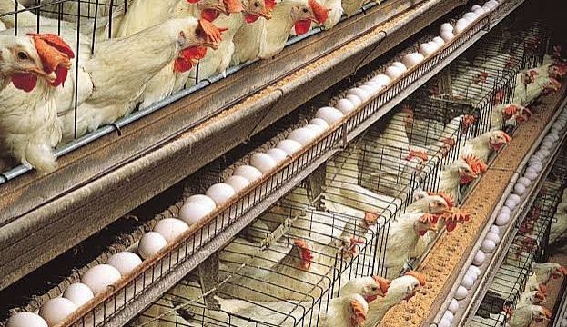 Poultry industry fastest pathway to food security, job creation – PAN president