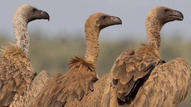 NCF urges urgent action to save Nigeria’s vultures