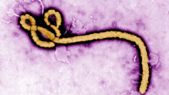 FG confirms Ebola case in FCT, traces 44 contacts in rapid public health response