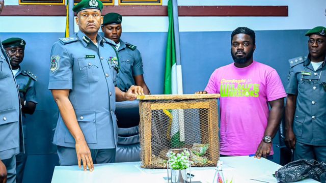 Customs rescue live Pangolins in Ogun