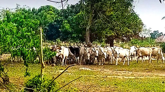 Cattle rearer docked for allegedly destroying crops