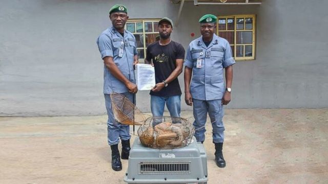 Customs FOU Zone ‘A’ rescues five live pangolins in Ogun