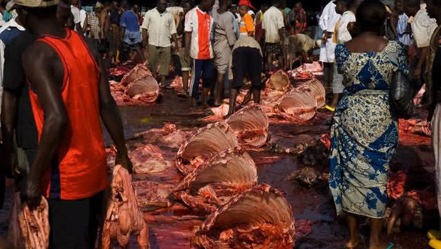 Lagos butchers seek land for Eko Ranches, plan pilot scheme