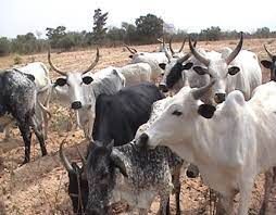 Police arraign man, 50, over alleged unlawful cattle grazing