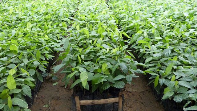 Ekiti ‌⁠⁠‍⁠⁠‌‌‍⁠‍⁠‍‌LG distributes improved cocoa seedlings to farmers