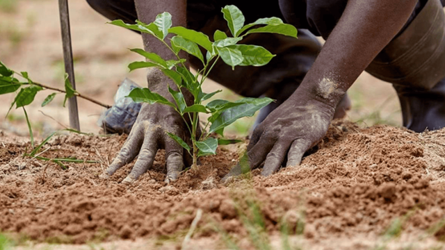 Kano govt restores endangered indigenous trees for economic, medicinal benefits — commissioner