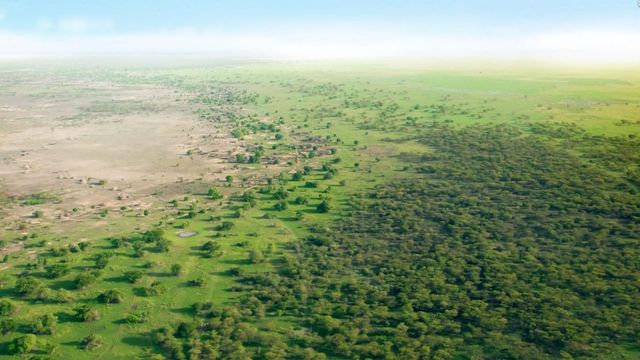 UN unveils $78m lifeline for Africa’s Great Green Wall