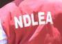 NDLEA arrests over 400 drug suspects, secures 50 convictions in Kano – Commander