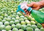 Health concerns mount over use of chemicals to ripen fruits