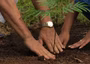 Enugu Govt, foundation begins planting of 400 economic trees in schools
